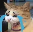 crycat crycat