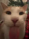 christmasblehhh