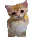 Meowslay