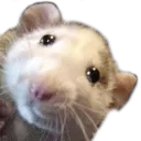 grpepperpeek