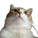 z_jaspself