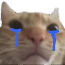 Catcry2 Discord Emoji