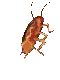 spedroach