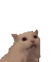 :kittymeowHEARTS: