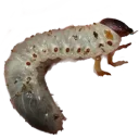 Gub