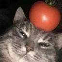 tomat