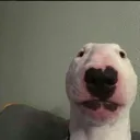 stare stare