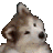doggyheadwave Discord Emoji