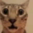 shock
