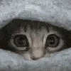 cat_lurkk