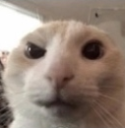 :catStare:
