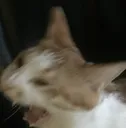 reecat