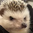 ANGY_HEDGEHOG