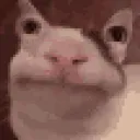 catYapping