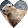 Capyheart