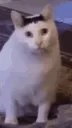 huh1
