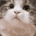 CatNod CatNod