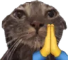 catpray