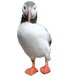 PuffinDance