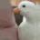 FrenchDuck FrenchDuck