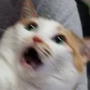 cat_meme