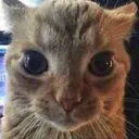 Catstare catstare Discord Emoji