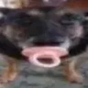 him