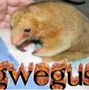 gwegus