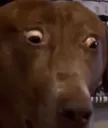 imsorrywhat