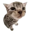BetterCato