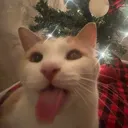 blehhhjolly blehhhjolly