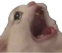 cat_yell