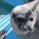 SC2_Seal_yum