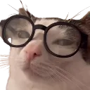 catnerd