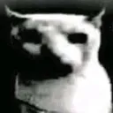CatDespair