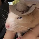 moususpicious Discord Emoji