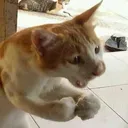 cat_angy Discord Emoji