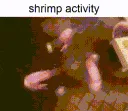 shrimp_activity