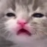 sadcat