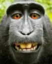 TheFaceOfABeautifulMonke TheFaceOfABeautifulMonke