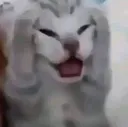 409395568_24614066294874179_2430