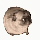 PugDancing