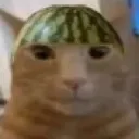 melon_cat