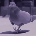 pigeonvibes