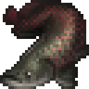 Arapaima