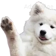 DogWave