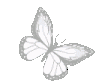 rwhitebutterfly