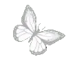 rwhitebutterfly