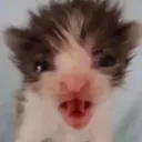 rcat_meow