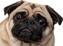 puggle Discord emoji